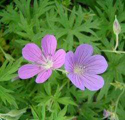 Gernio 'Nimbus'